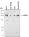 Calcium/Calmodulin Dependent Protein Kinase Kinase 1 antibody, PA5-47635, Invitrogen Antibodies, Western Blot image 