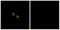 MAS Related GPR Family Member X1 antibody, A30840, Boster Biological Technology, Immunofluorescence image 