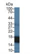 Peptidylprolyl Isomerase A antibody, LS-C297472, Lifespan Biosciences, Western Blot image 