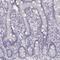 Keratin 34 antibody, PA5-67227, Invitrogen Antibodies, Immunohistochemistry frozen image 