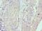 Minichromosome Maintenance Complex Component 7 antibody, LS-C376109, Lifespan Biosciences, Immunohistochemistry frozen image 