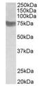 Ring Finger Protein 139 antibody, orb20189, Biorbyt, Western Blot image 