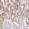 Dishevelled Associated Activator Of Morphogenesis 2 antibody, NBP2-49141, Novus Biologicals, Immunohistochemistry frozen image 