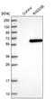 RAD23 Homolog B, Nucleotide Excision Repair Protein antibody, PA5-56237, Invitrogen Antibodies, Western Blot image 