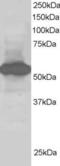 RAN Binding Protein 9 antibody, orb18558, Biorbyt, Western Blot image 