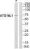 Autophagy Related 16 Like 1 antibody, abx014244, Abbexa, Western Blot image 