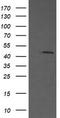 MEK1/2 antibody, TA506081BM, Origene, Western Blot image 