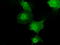 p68 antibody, LS-B13075, Lifespan Biosciences, Immunofluorescence image 