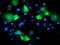 ADP Ribosylation Factor GTPase Activating Protein 1 antibody, LS-C172815, Lifespan Biosciences, Immunofluorescence image 