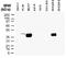 Caspase Recruitment Domain Family Member 8 antibody, NB100-56181, Novus Biologicals, Western Blot image 