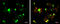 Growth Factor Independent 1 Transcriptional Repressor antibody, GTX133807, GeneTex, Immunofluorescence image 