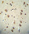 TAG1 antibody, 62-069, ProSci, Immunohistochemistry paraffin image 