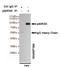 Ribosomal Protein S6 Kinase A1 antibody, M01058-1, Boster Biological Technology, Enzyme Linked Immunosorbent Assay image 