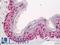 DNA Topoisomerase I antibody, LS-B11789, Lifespan Biosciences, Immunohistochemistry frozen image 
