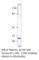 Transmembrane prostate androgen-induced protein antibody, TMEPA1-101AP, FabGennix, Immunohistochemistry frozen image 