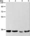 Aminoacyl TRNA Synthetase Complex Interacting Multifunctional Protein 1 antibody, LS-C406370, Lifespan Biosciences, Western Blot image 