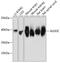 Aldolase, Fructose-Bisphosphate C antibody, 14-068, ProSci, Western Blot image 