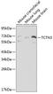Tectonic Family Member 3 antibody, GTX16380, GeneTex, Western Blot image 