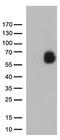Glypican 1 antibody, LS-C792987, Lifespan Biosciences, Western Blot image 