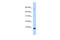 C-X-C Motif Chemokine Ligand 6 antibody, 25-006, ProSci, Western Blot image 