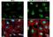 Calcium Binding And Coiled-Coil Domain 2 antibody, NBP2-19499, Novus Biologicals, Immunofluorescence image 