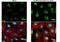 Calcium-binding and coiled-coil domain-containing protein 2 antibody, NBP2-19499, Novus Biologicals, Immunofluorescence image 