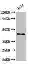 N-Acylsphingosine Amidohydrolase 1 antibody, CSB-PA619774LA01HU, Cusabio, Western Blot image 