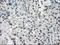 Lysine Demethylase 4C antibody, NBP1-47815, Novus Biologicals, Immunohistochemistry frozen image 