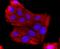 ATP Binding Cassette Subfamily G Member 2 (Junior Blood Group) antibody, A00457-1, Boster Biological Technology, Immunocytochemistry image 