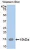 Spectrin Alpha, Non-Erythrocytic 1 antibody, LS-C304088, Lifespan Biosciences, Western Blot image 