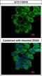 Ring Finger Protein 10 antibody, GTX115316, GeneTex, Immunofluorescence image 