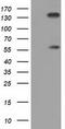 BTN antibody, CF501532, Origene, Western Blot image 