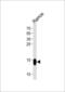 T Cell Leukemia/Lymphoma 1A antibody, 61-025, ProSci, Western Blot image 