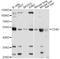 CD40 Molecule antibody, MBS125050, MyBioSource, Western Blot image 