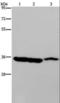 Malate Dehydrogenase 1 antibody, LS-C401833, Lifespan Biosciences, Western Blot image 