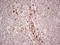 Indoleamine 2,3-Dioxygenase 2 antibody, LS-C340052, Lifespan Biosciences, Immunohistochemistry frozen image 