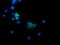 Mitogen-Activated Protein Kinase Kinase 1 antibody, LS-C174507, Lifespan Biosciences, Immunofluorescence image 