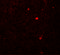 Late Endosomal/Lysosomal Adaptor, MAPK And MTOR Activator 2 antibody, 7711, ProSci, Immunofluorescence image 