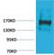 Ectopic P-Granules Autophagy Protein 5 Homolog antibody, PA5-38061, Invitrogen Antibodies, Western Blot image 