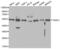 TNF receptor-associated factor 2 antibody, abx000916, Abbexa, Western Blot image 