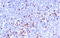 Human Ig Light chain antibody, AM33125PU-S, Origene, Immunohistochemistry frozen image 