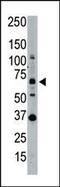 SUMO Specific Peptidase 1 antibody, PA5-11327, Invitrogen Antibodies, Western Blot image 