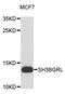 SH3 Domain Binding Glutamate Rich Protein Like antibody, STJ114226, St John