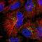 NCK Associated Protein 5 Like antibody, NBP1-93583, Novus Biologicals, Immunocytochemistry image 