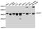 Serine And Arginine Rich Splicing Factor 7 antibody, MBS129697, MyBioSource, Western Blot image 