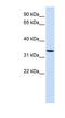 Wnt Family Member 6 antibody, NBP1-62305, Novus Biologicals, Western Blot image 
