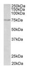 Sodium-dependent serotonin transporter antibody, orb13031, Biorbyt, Western Blot image 
