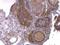 G Protein Subunit Alpha Q antibody, NBP1-31985, Novus Biologicals, Immunohistochemistry paraffin image 