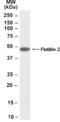 Flotillin 2 antibody, NB300-922, Novus Biologicals, Western Blot image 