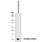 S100 Calcium Binding Protein A12 antibody, MAB10521, R&D Systems, Western Blot image 